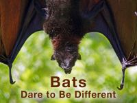 Bats_Dare_to_Be_Different